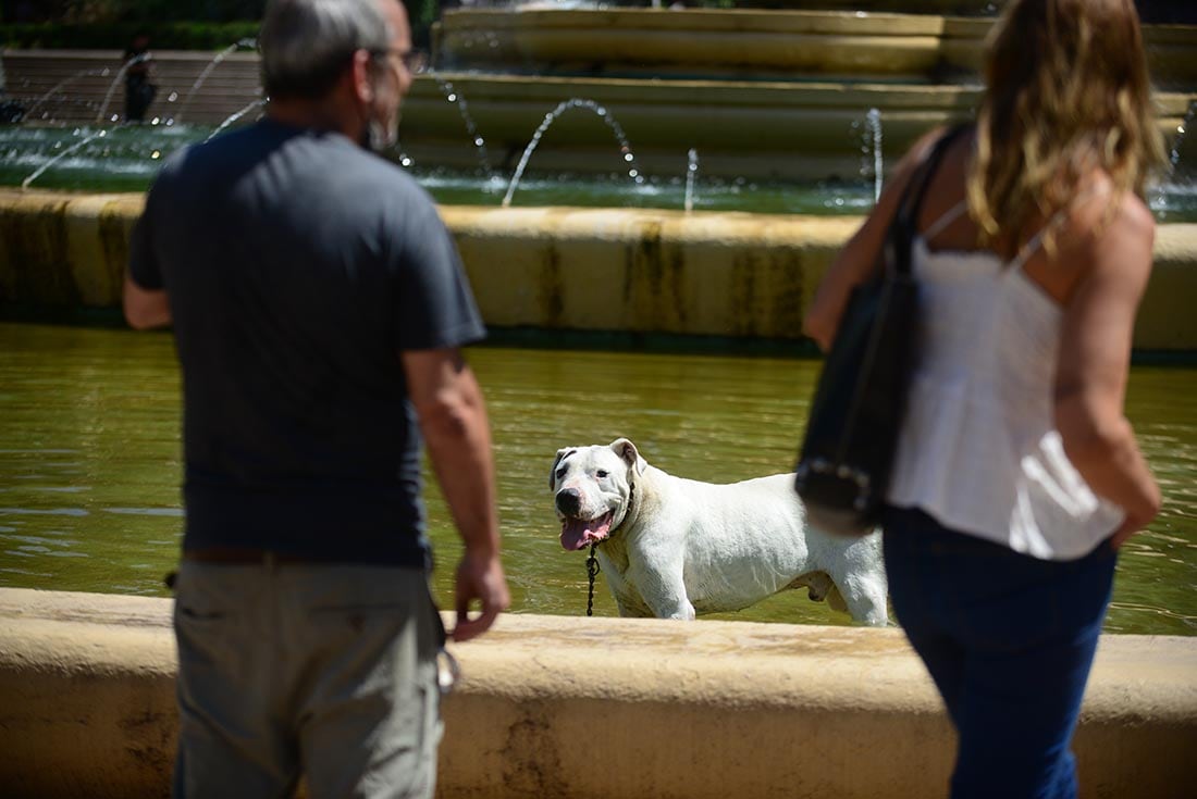 Perro Tobi refrescandose en la fuente del páseo sobremonte
Foto José gabriel Hernández / La Voz