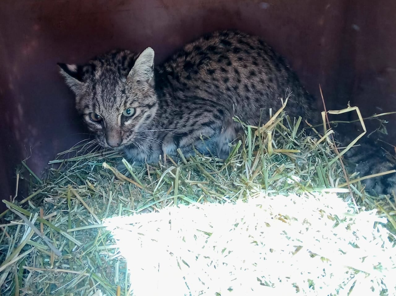 Rescate de un gato montés en Rivadavia. Foto: Prensa Gob. de Mendoza