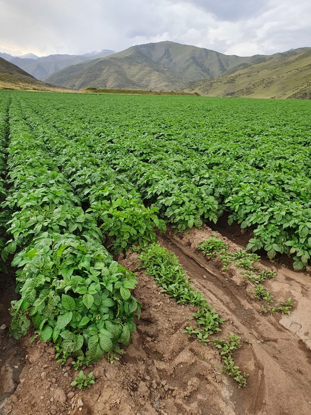 Cultivo de papa en Tupungato. Foto: Gentileza