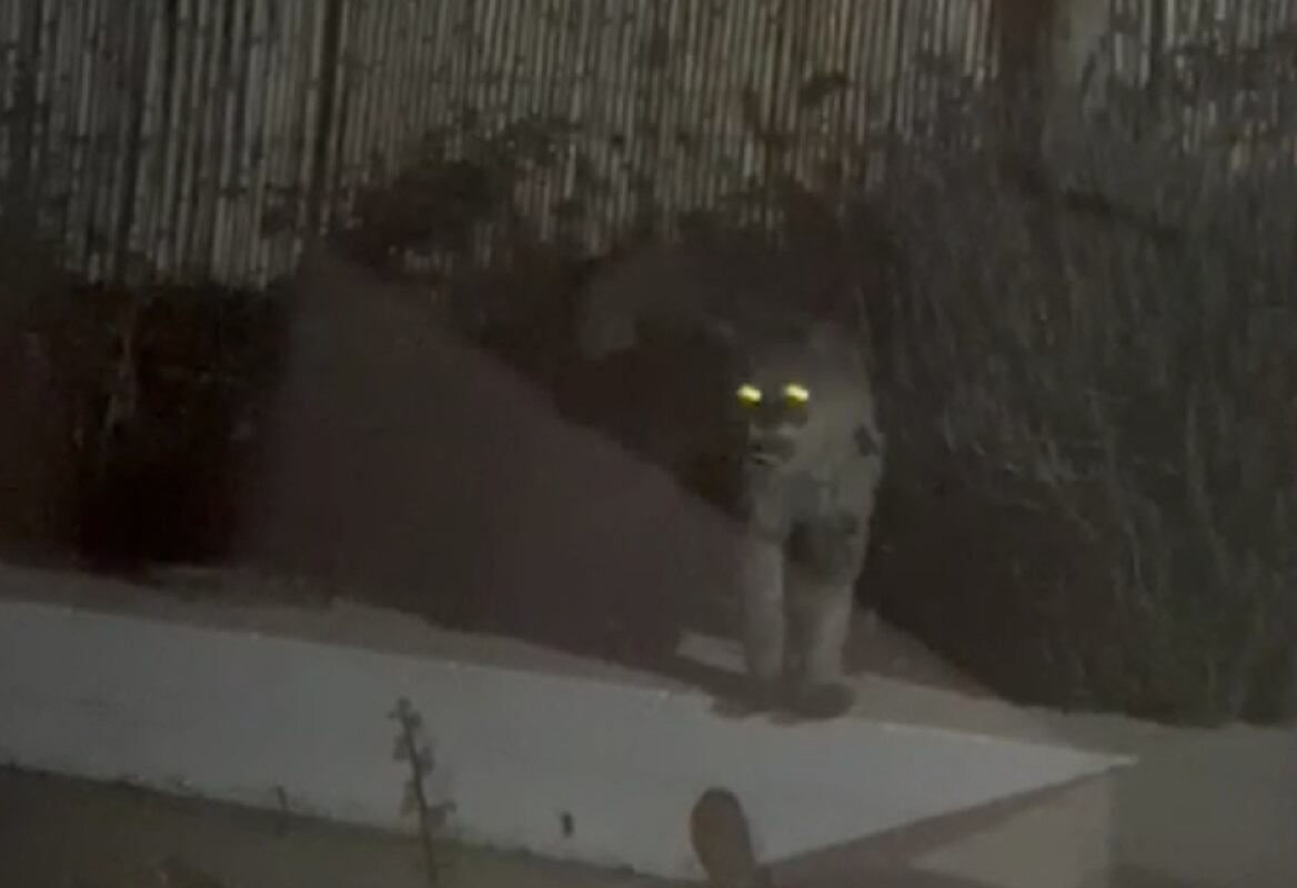 Puma suelto en barrio privado de Las Heras (Captura de video / Gentileza)