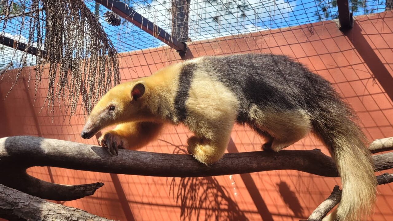 Encuentran otro oso melero en Junín, a más de mil kilómetros de su habitat, y preocupa el tráfico ilegal. Foto: Imagen ilustrativa (Archivo Los Andes)