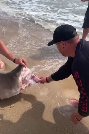 Un grupo de pescadores sometió a un tiburón y le dio cerveza.