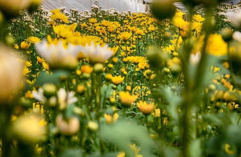 Vuelve la Feria de Flores y Plantas de Maipú. Foto: Prensa Maipú