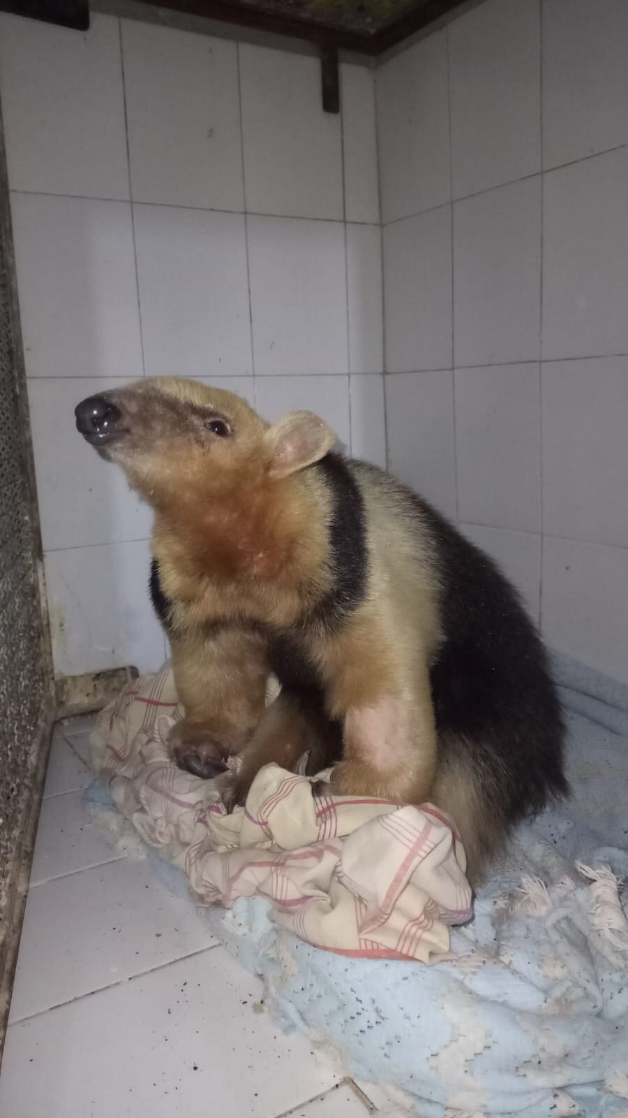 Fotos y video: el oso rescatado en Santa Rosa ya tiene nombre, está mucho mejor y su liberación es inminente. Foto: Gentileza Fundación Cullunche