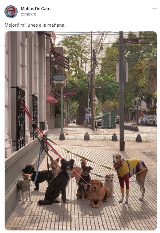 La foto viral del galgo con mangas largas - Foto Matías De Caro @mdkro