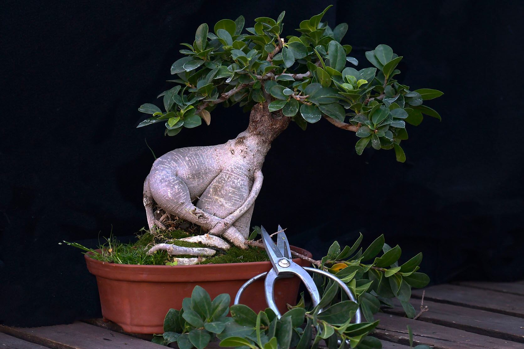 Poda del ejemplar de Ficus Ginseng injertado con Ficus Retusa, que tiene su nacimiento en el frío invierno del 2011. Foto: Orlando Pelichotti / Los Andes