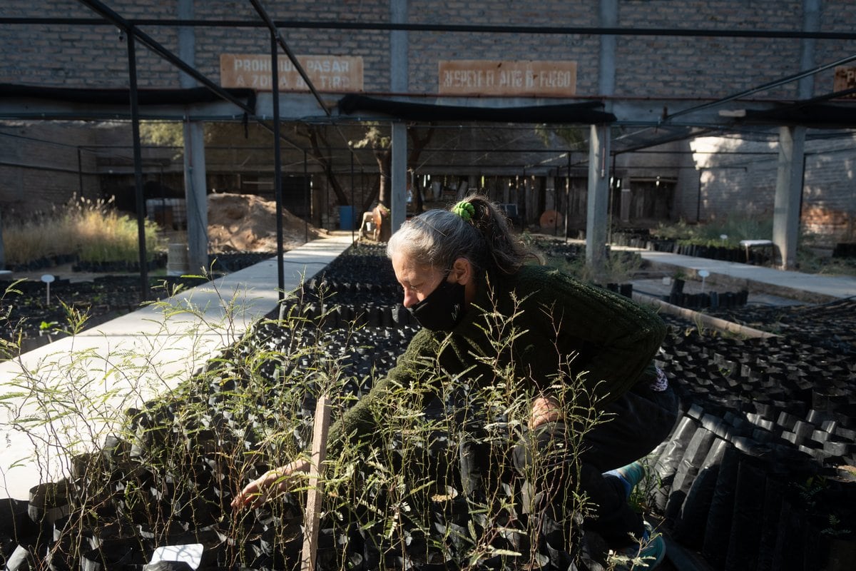 Adriana Andrade trabaja los con plantines de la vegetación autóctona.