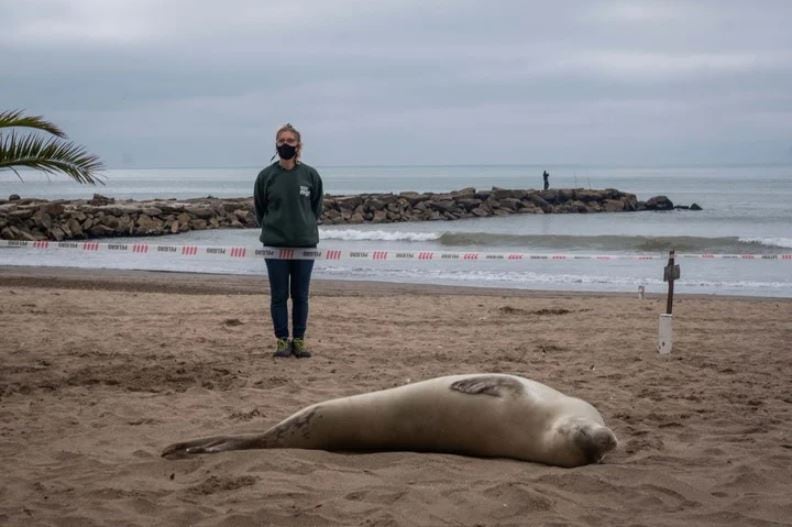 El Organismo Provincial de Desarrollo Sostenible realizó una custodia del animal hasta que el mismo reingresó por sus propios medios al mar. Foto: Gentileza