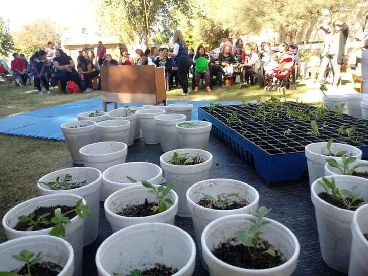 Cómo hacer una huerta en el patio de la casa y cultivos en macetas