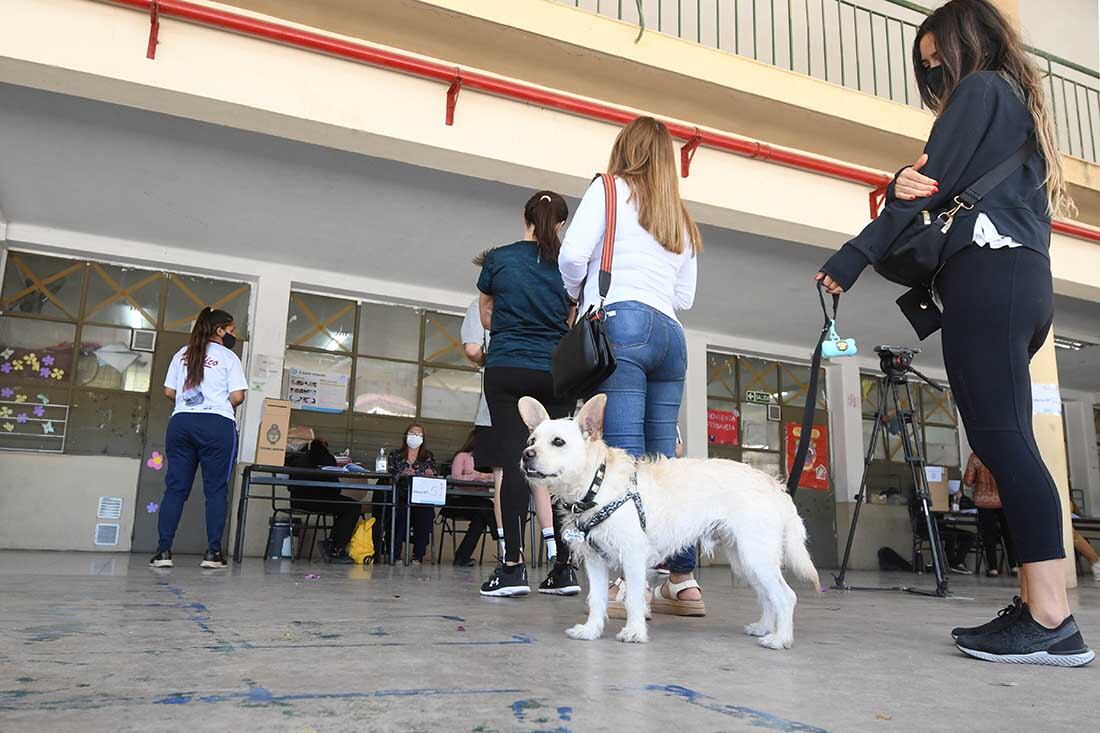 En la escuela Arístides Villanueva de Ciudad, Alfid, el perrito que acompañó a su dueña a votar. Foto: José Gutierrez