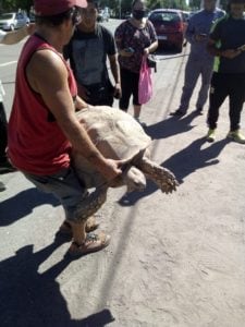 Tortuga gigante en San Rafael