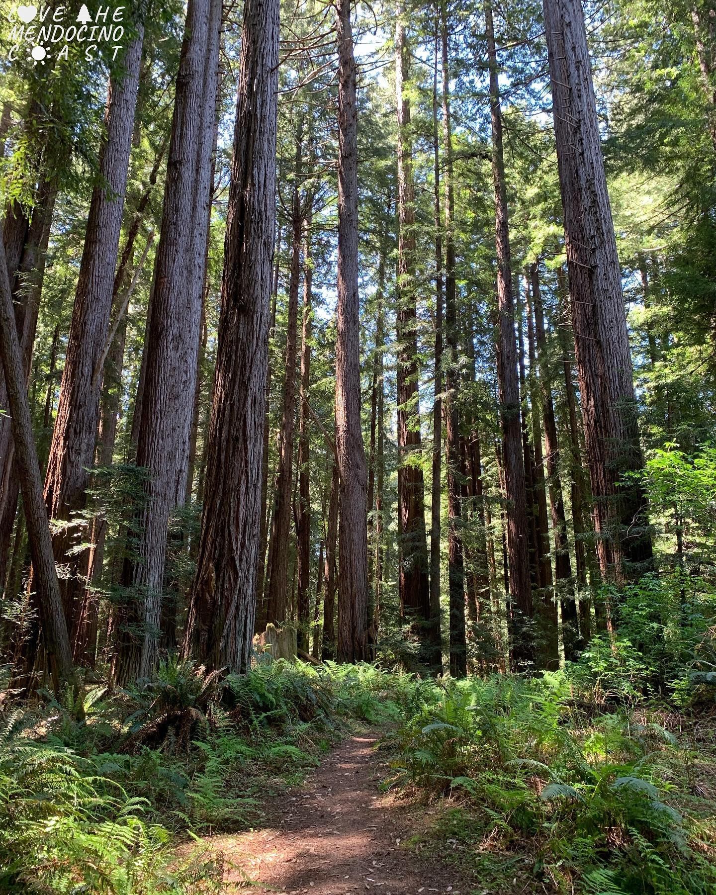 El lugar más “Mendocino” de California: un paraíso colonial oculto de bosques, naturaleza, ríos y mar azul. Foto: Facebook Love the Mendocino Coast