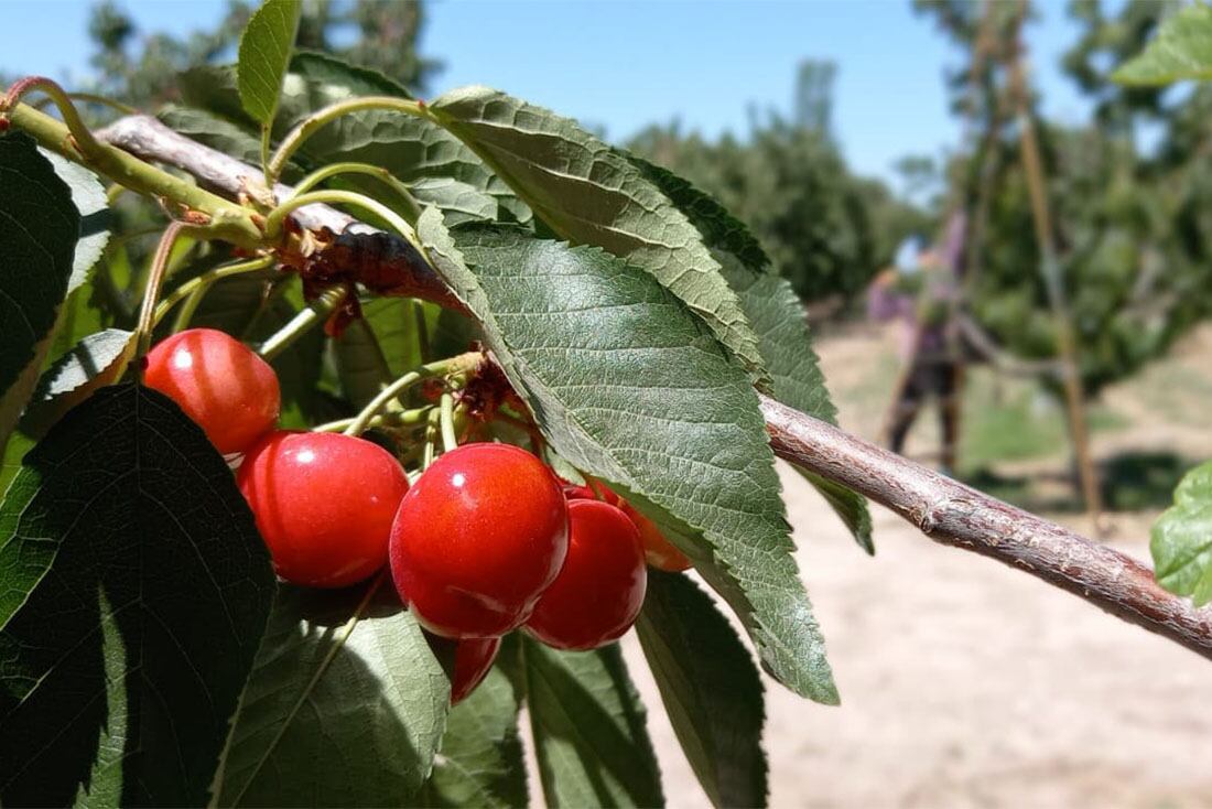 Cerezas
Agricultura en Valle de Uco