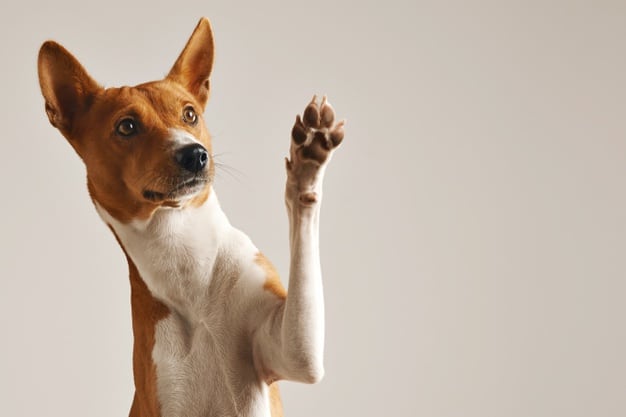 Basenji, la raza de perros más limpia