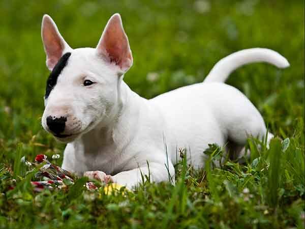  Acuario es como un Bull Terrier