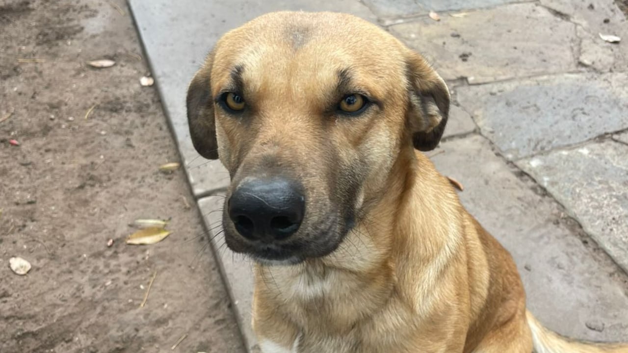 Amor puro: armaron el CV de un perrito para darlo en adopción y la descripción es imperdible. Foto: Agustina Riveros.