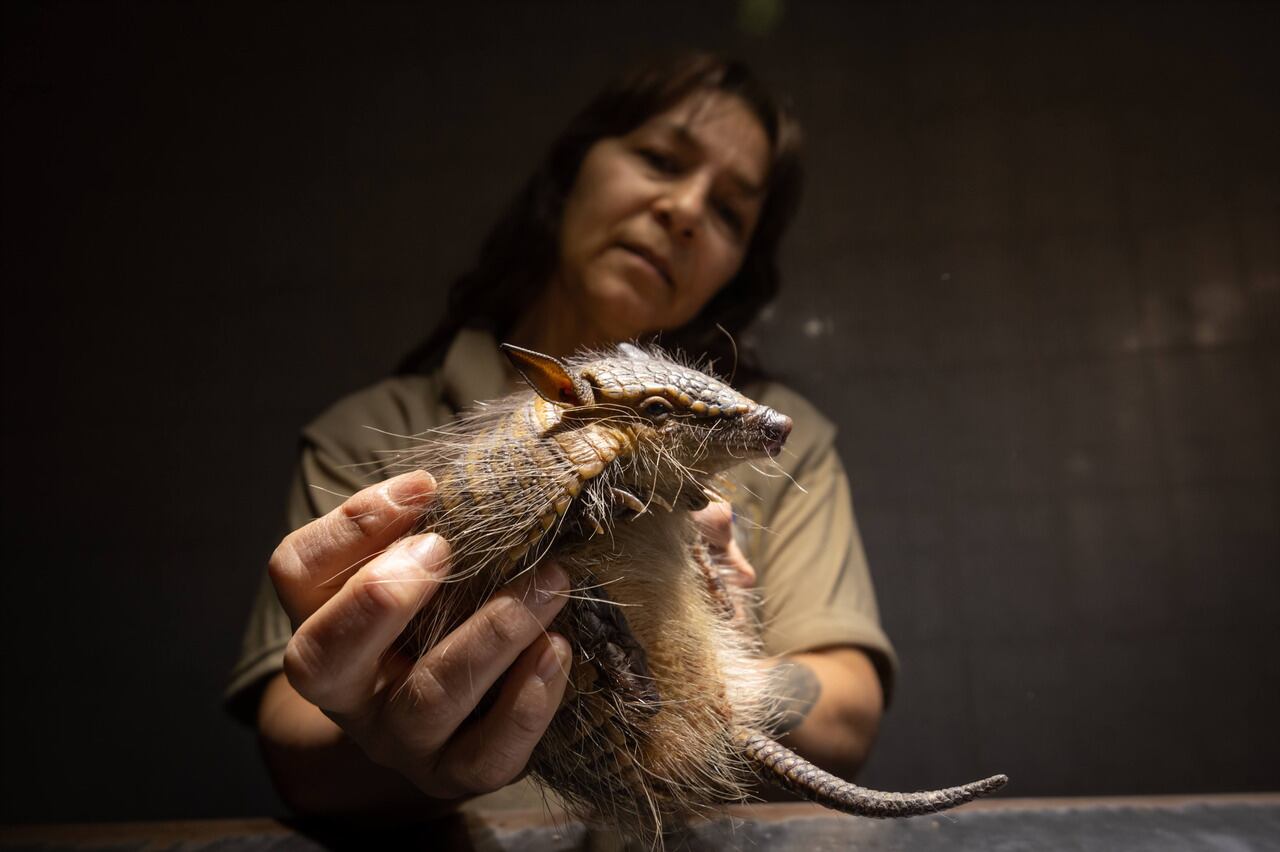 La veterinaria Jennifer Ibarra en el Centro de Rescate de la Fundación Cullunche rehabilitando a un Quirquincho que estaba en cautiverio. Foto: Ignacio Blanco / Los Andes  