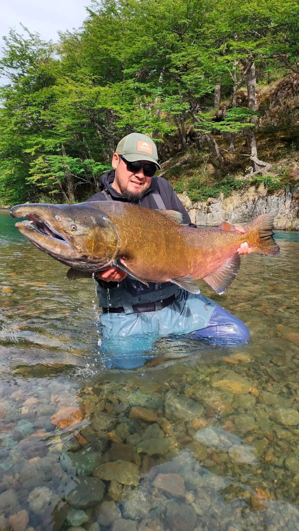 El impresionante tamaño de los salmones en el río ...