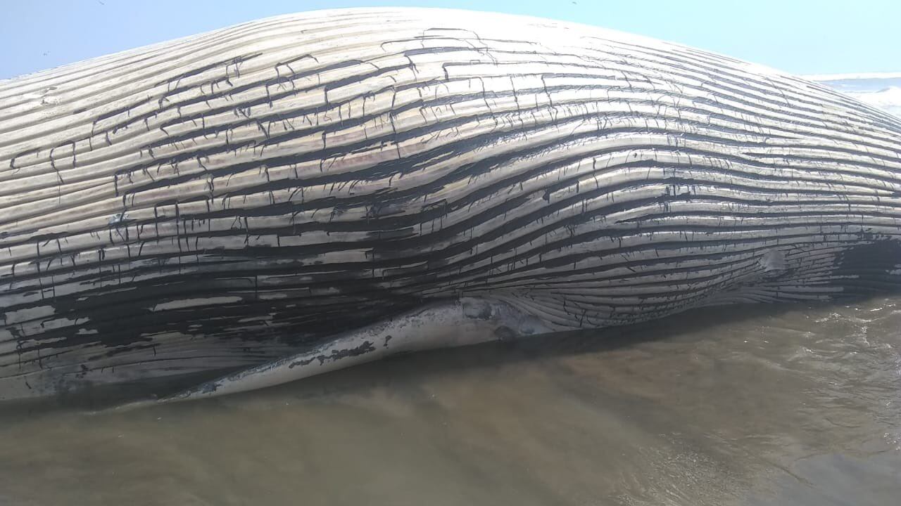 El cetáceo varado correspondería a una ballena de aleta. Gentileza: IMARPE