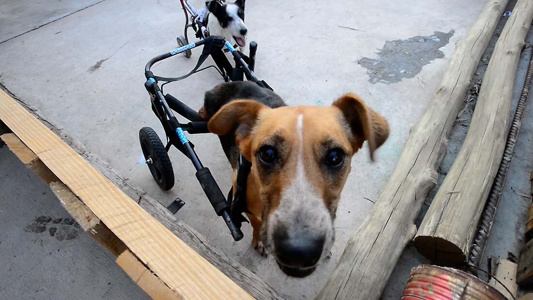 Los animales atendidos tienen fracturas o problemas de columna. Foto: Claudio Gutiérrez / Los Andes