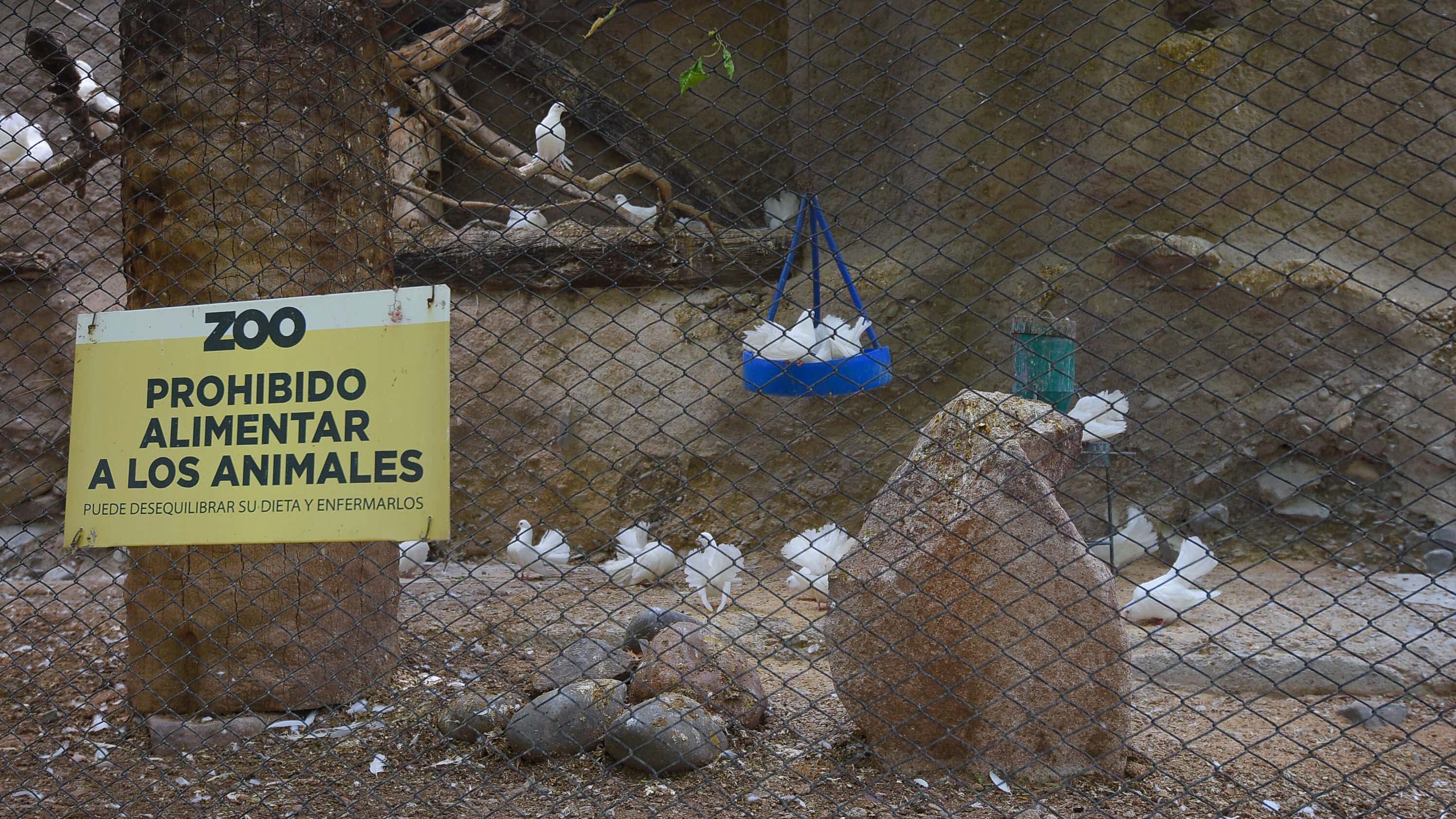 Ecoparque de Mendoza
Mientras se esperan las obras en el actual Ecoparque algunos animales continuan en el ex zoo de Mendoza  Foto: Claudio Gutiérrez 
