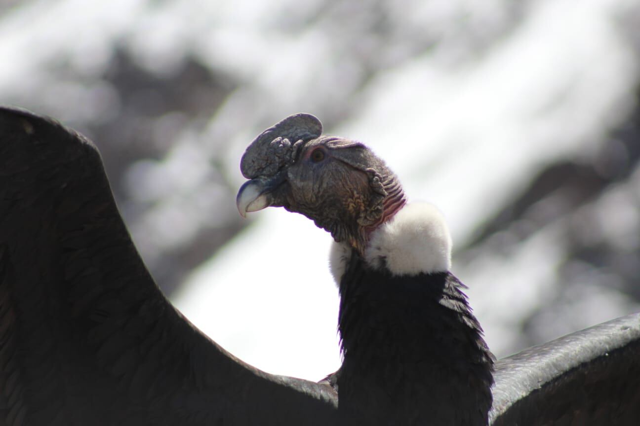 Emotivo video: el momento en que un cóndor cae en la cuenta de que es libre y vuela hacia la cordillera mendocina. Foto: Gentileza Martín García - Guardaparque Departamento de Fauna Silvestre