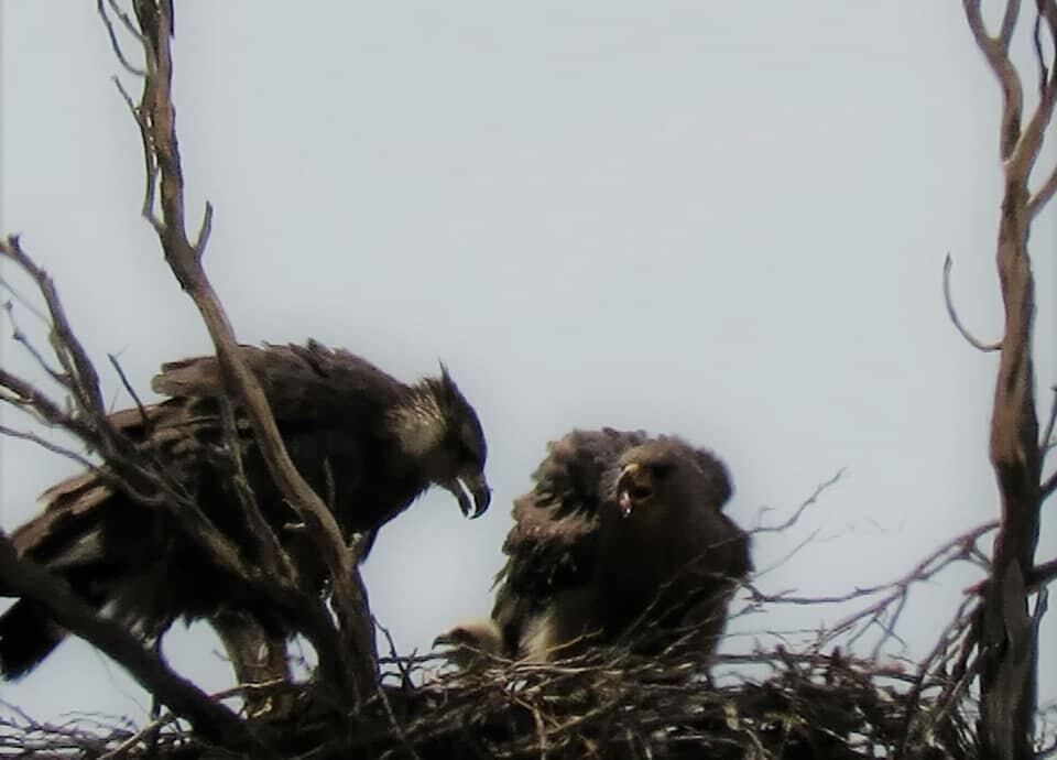 Video: necesitaba ir al baño, se adentró en el campo y encontró un animal en peligro de extinción. Foto: Adrián Gorrindo - Departamento de Fauna Silvestre de Mendoza.