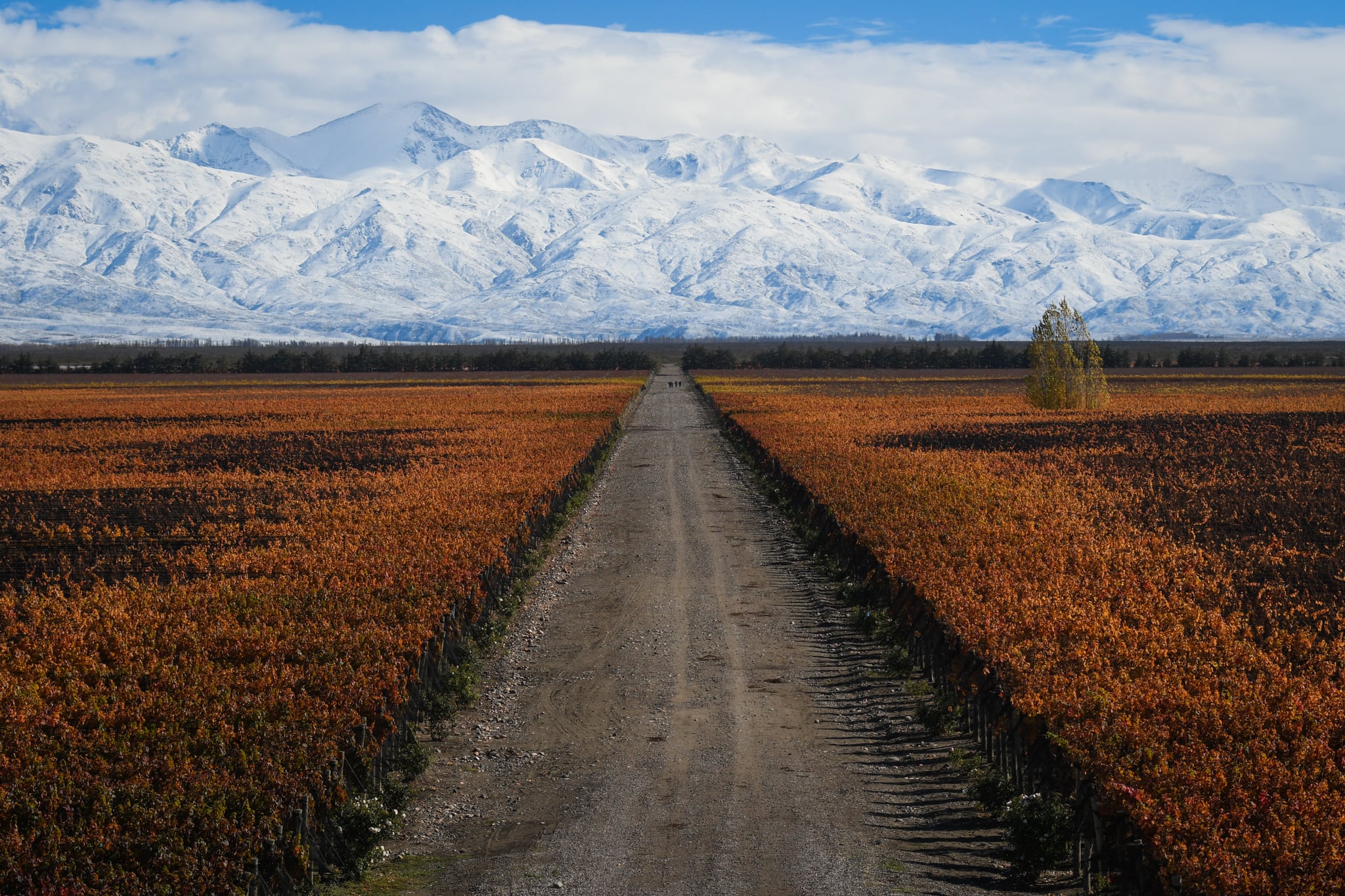 Otoño en las viñas de Gualtallary, Tupungato Foto: Claudio Gutiérrez