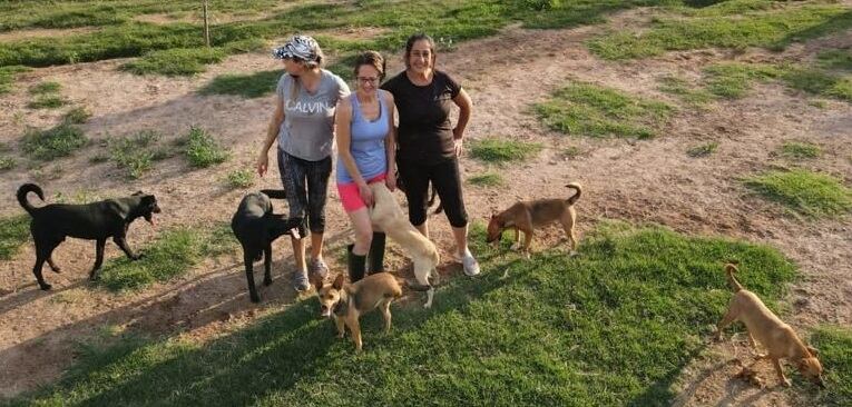 La nueva vida de Toto, Camilo y Roque, 3 perros rescatados al borde de la muerte y quienes disfrutan de la vida. Foto: Gentileza La Casita de Lula