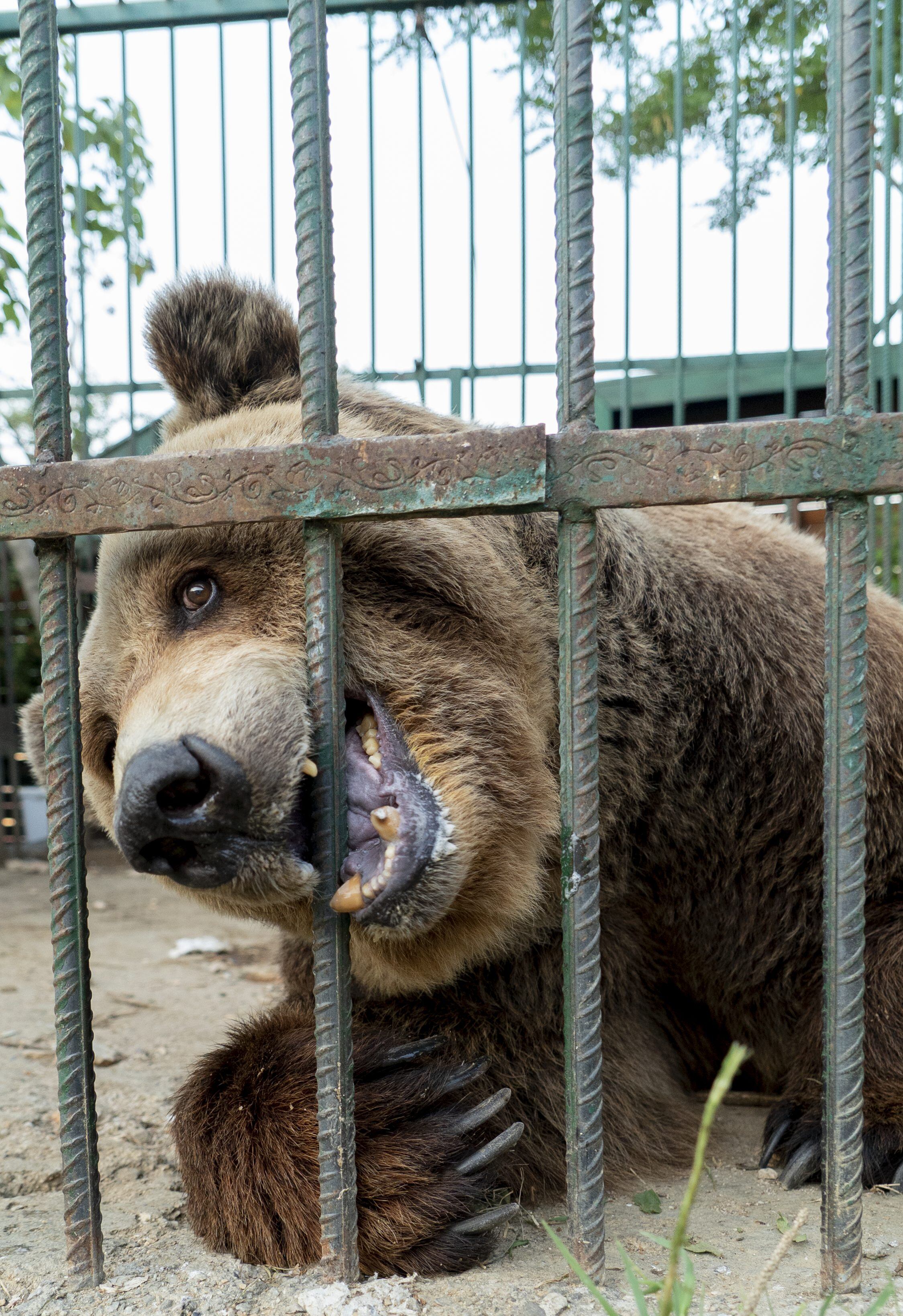 Mark, el oso pardo inicia su vida en libertad tras 20 años de cautiverio. Foto: @fourpawsint