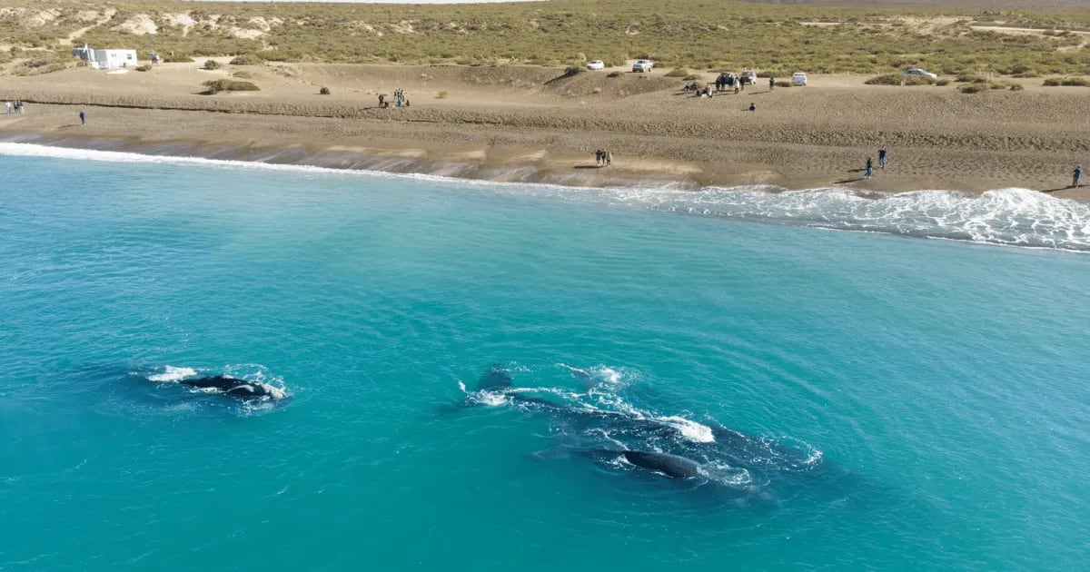 Así es la Playa Las Canteras, en Puerto Madryn