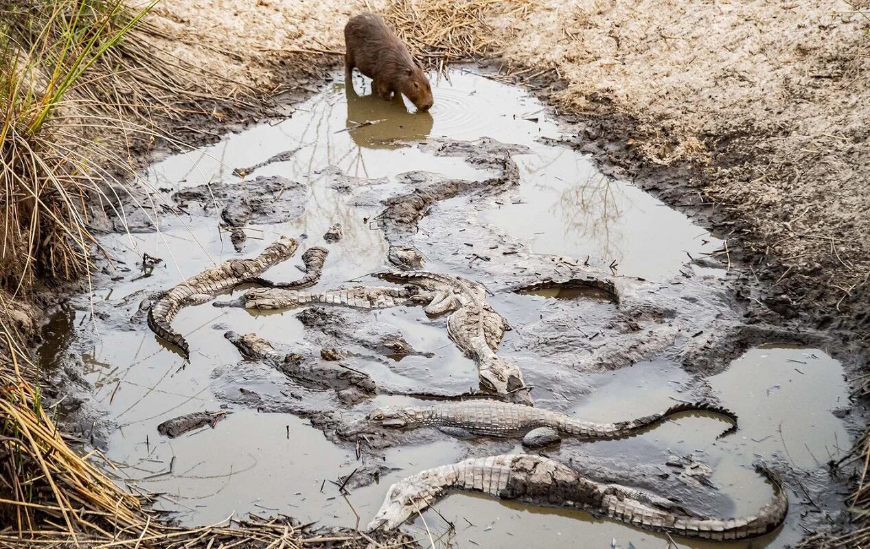 Imágenes desoladoras de los animales por los incendios en Corrientes - Instagram @white.emilio