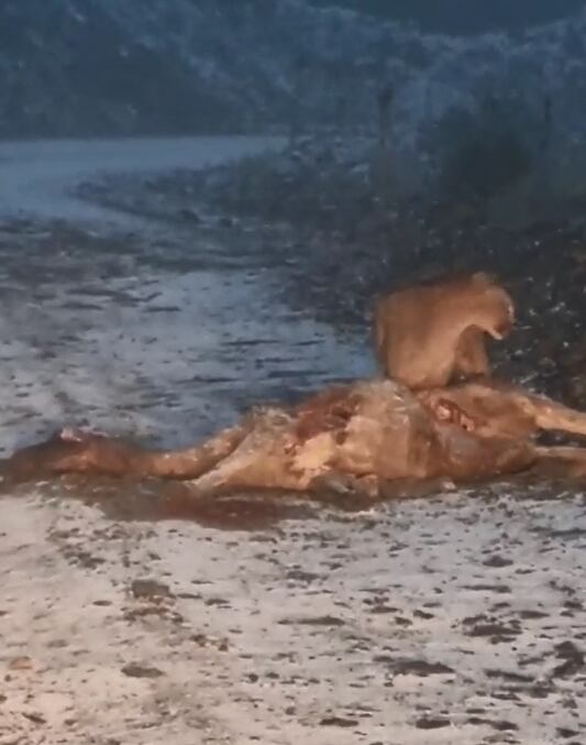 Volvían de tomar unos mates y filmaron a un puma comiendo a un guanaco: cómo actuar en estos casos. Foto: Captura Video