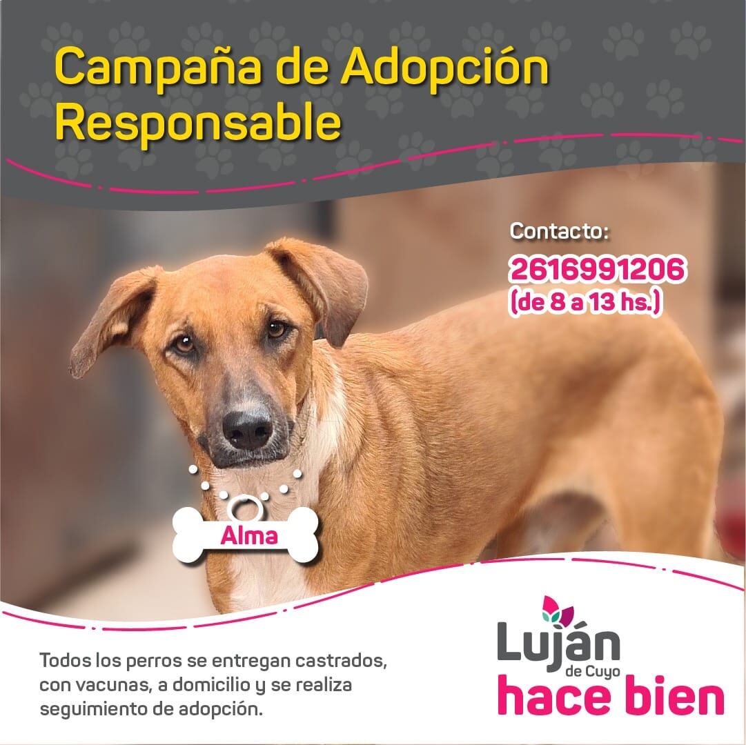 La original campaña en redes con que Luján busca dar en adopción a 17 perritos rescatados de situaciones traumáticas. Foto: facebook Municipalidad Luján de Cuyo