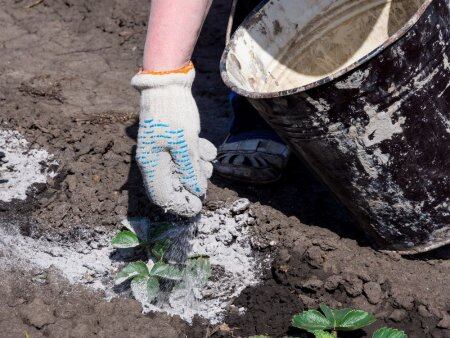 Esto ocurre si ponés cenizas en las plantas del jardín