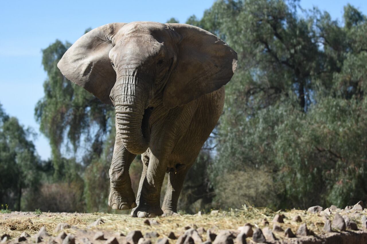 Video: así es el entrenamiento con que Tamy, el elefante que conmovió a Santi Maratea, se prepara para ir a Brasil. Foto: Gobierno de Mendoza.