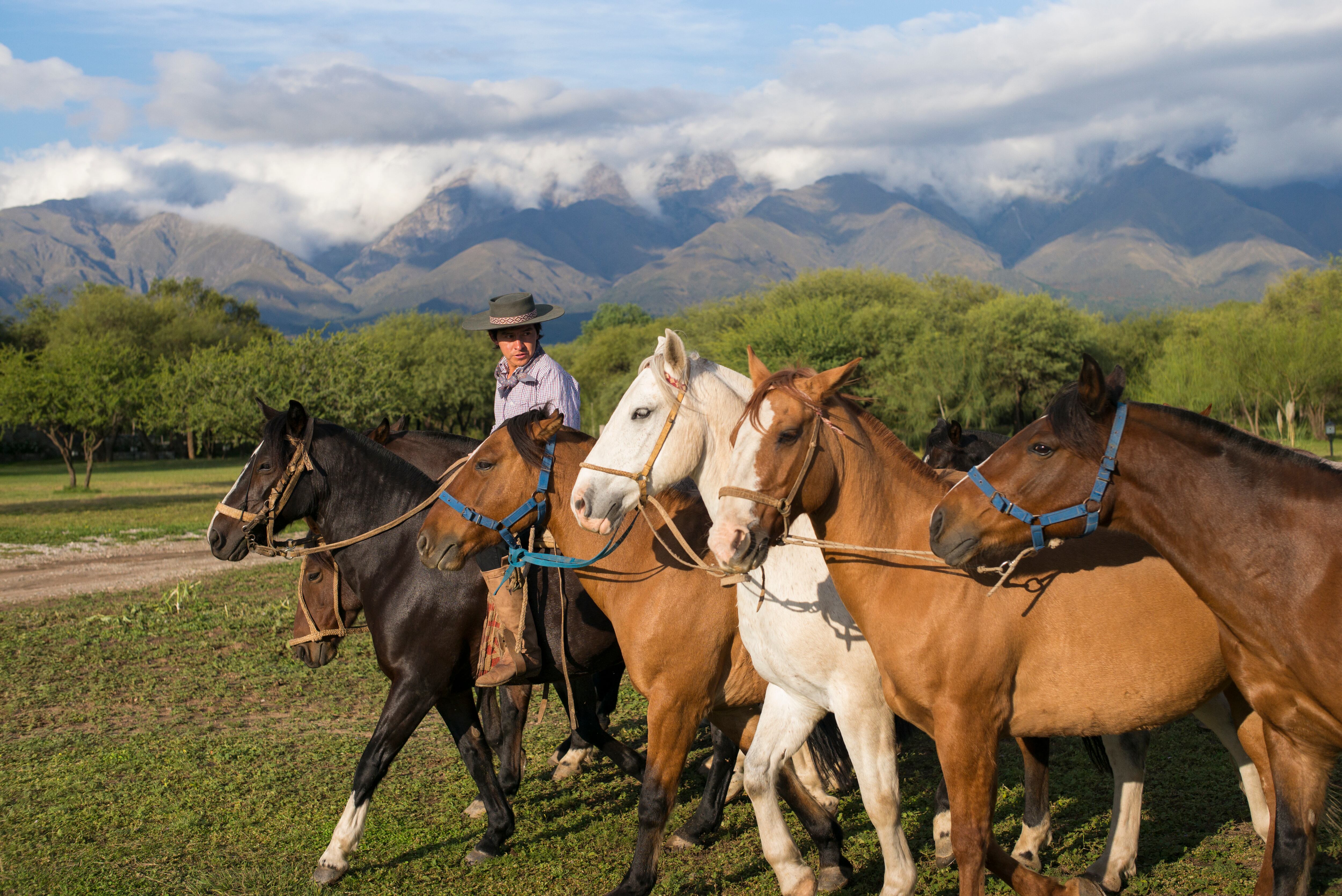 Se confirmó que la encefalomielitis equina está en Mendoza: dieron positivo las muestras de dos caballos fallecidos


