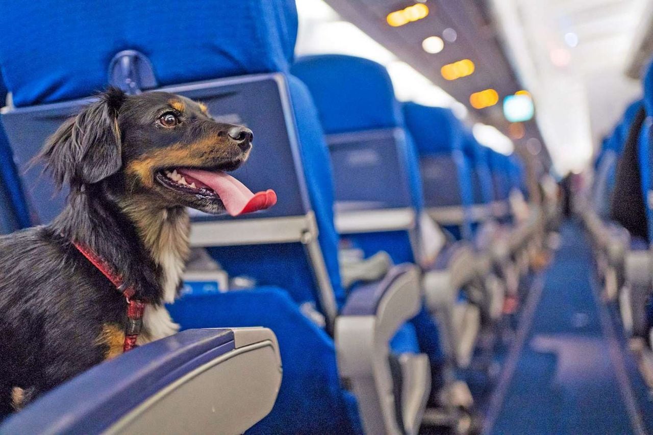 Mendoza, la más “perruna” del país: 7 de cada 10 personas que viven con mascotas tienen perros. Foto: Archivo Los Andes