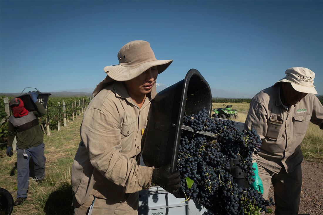 Tras marcar surcos entre las hileras de tanto recorrerlas, los viñateros descargan las uvas que luego serán vino. Foto: Ignacio Blanco / Los Andes