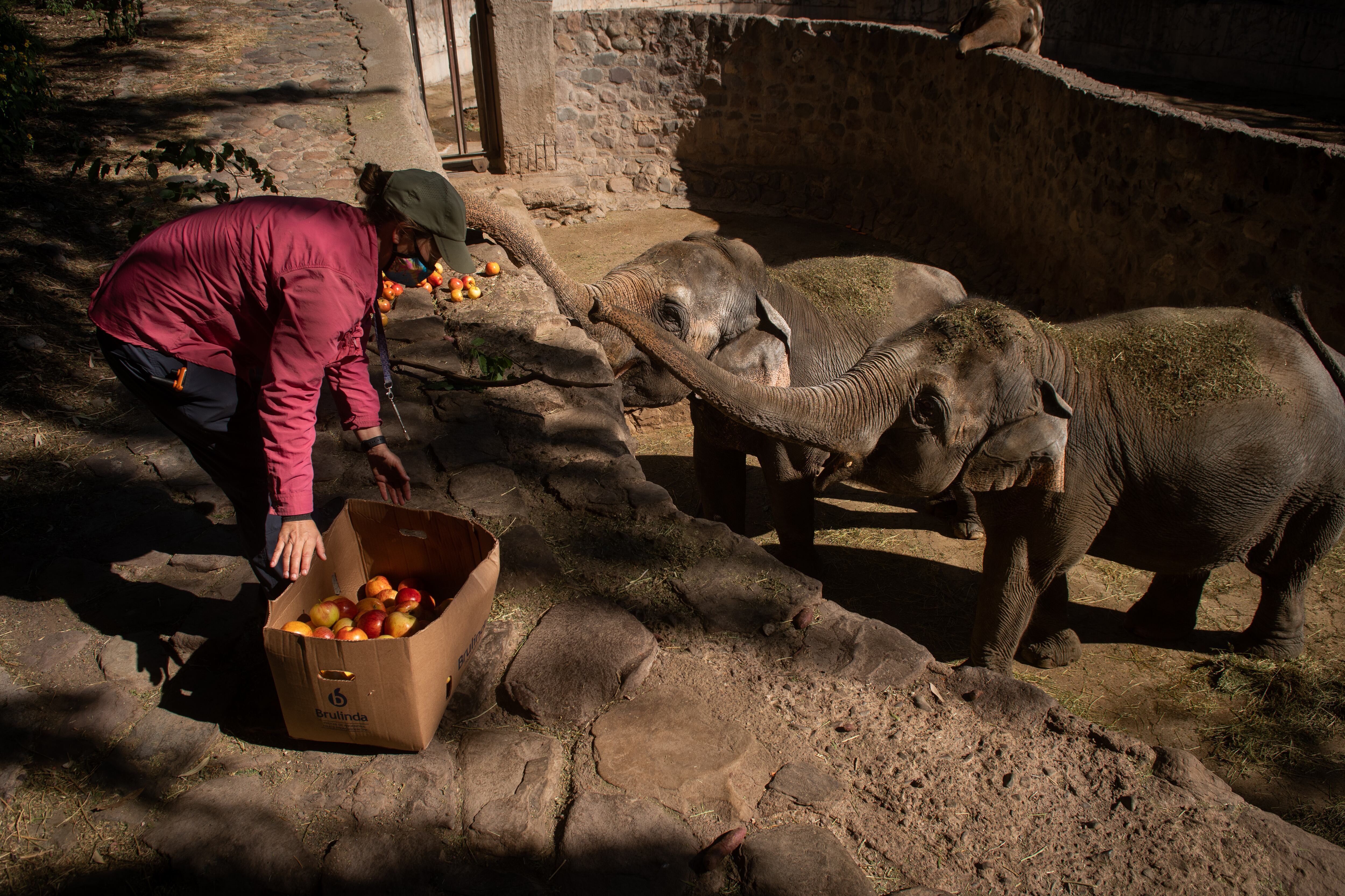 Cada elefante necesita 150kg de frutas y verduras por día.