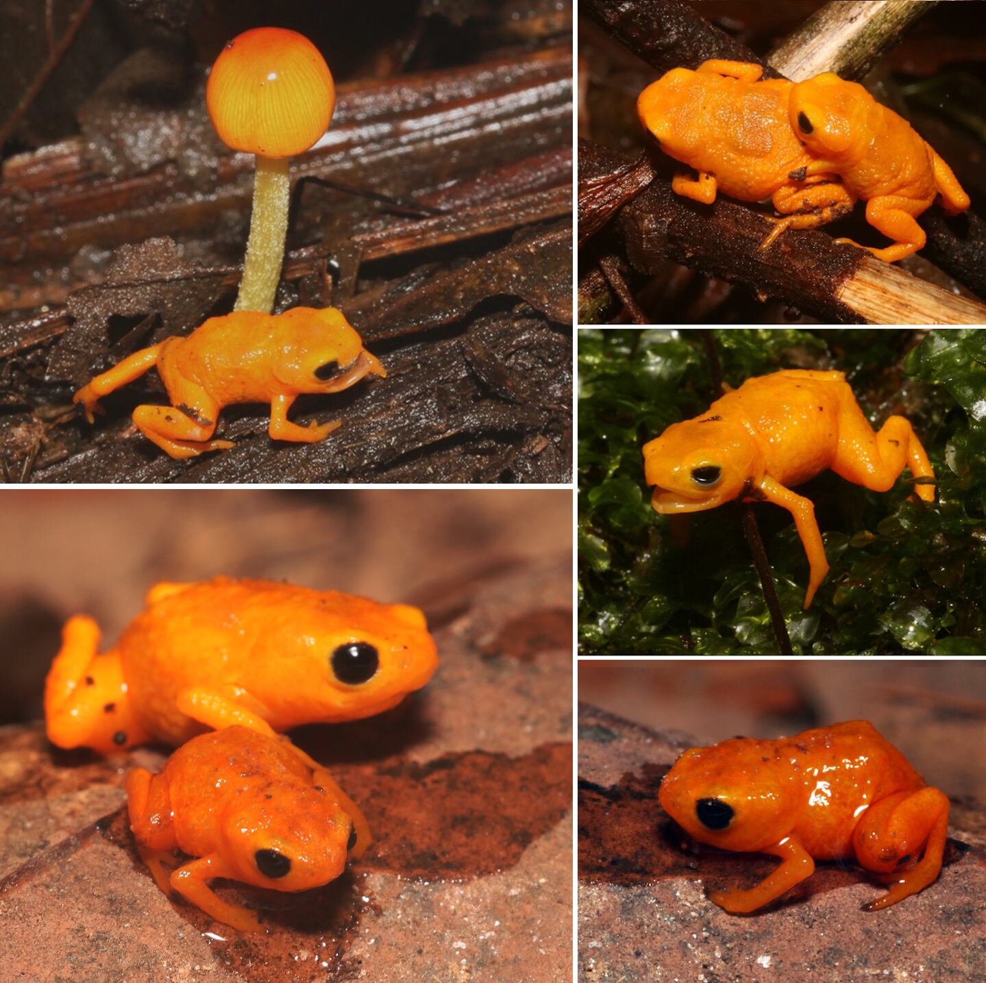 Un sapo naranja, el más temido por mamíferos y aves