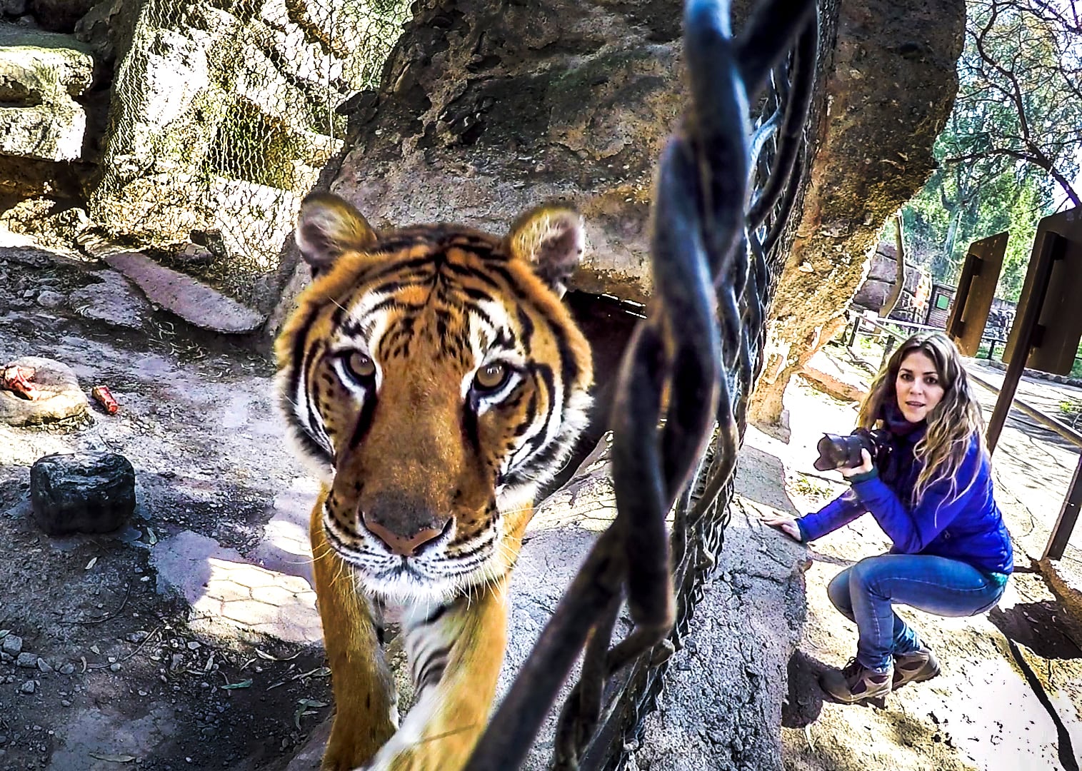 Lucy, la tigresa de Bengala que llegó en 2011 a Mendoza, emprende su viaje a un santuario en Estados Unidos.