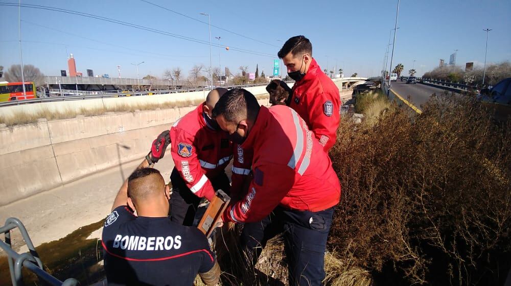 Miembros del Cuartel Central de Ciudad se hicieron presente en el Cacique Guaymallén para rescatar a un perrito callejeros.