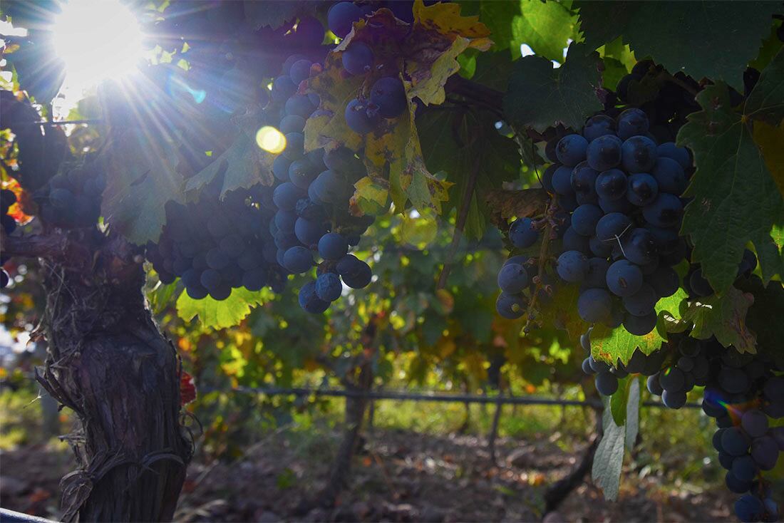 Cosecha de Malbec en Finca Argento en Alto Agrelo  