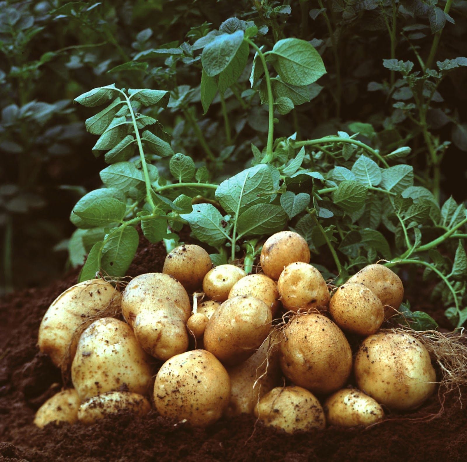 Malargüe y El Sosneado, son las dos áreas de Mendoza protegidas para la producción de papa semilla. 