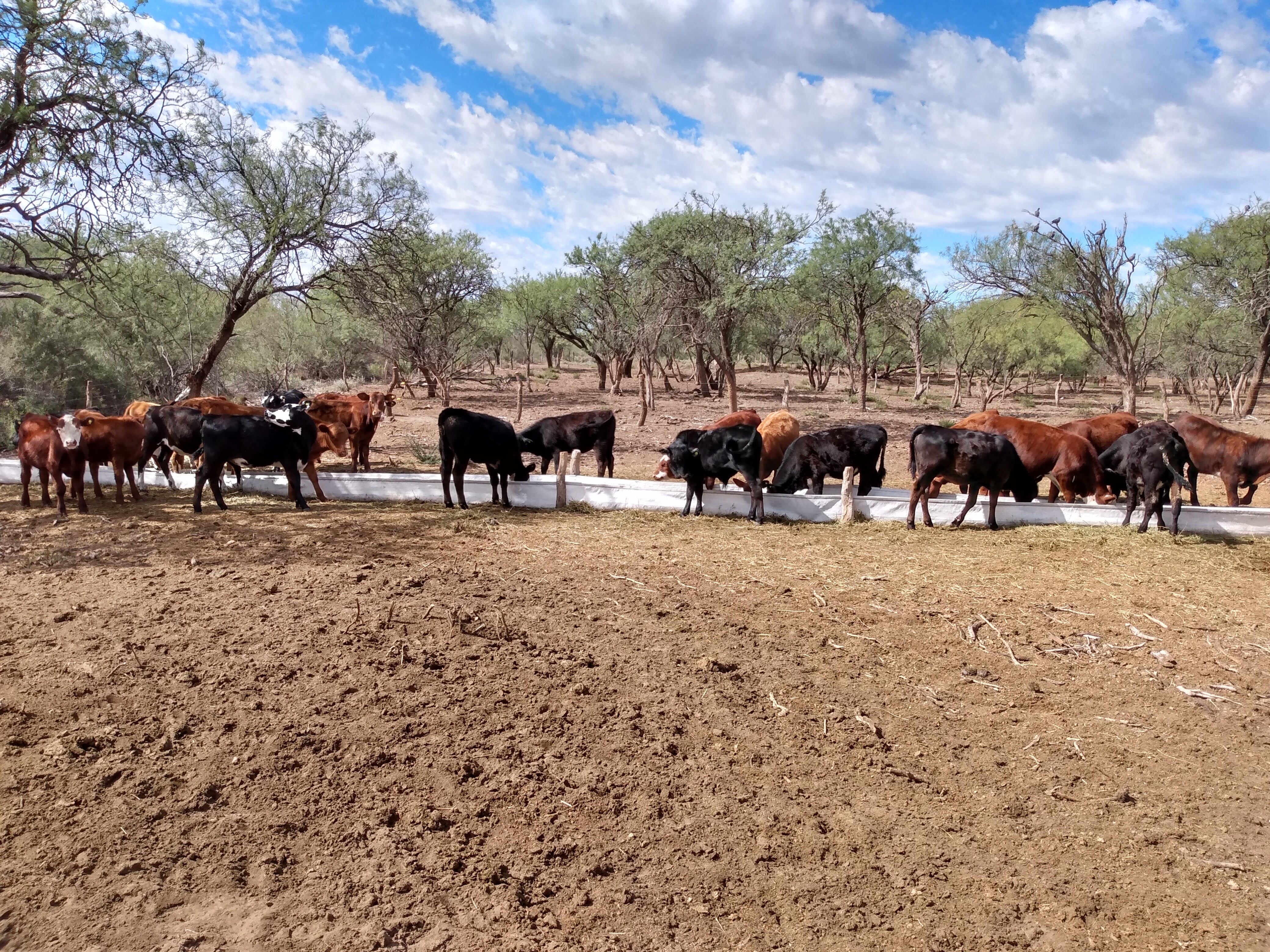 En el sur de Mendoza, se realizan varias investigaciones y seguimiento de producción ganadera. Imagen: gentileza INTA Rama Caída