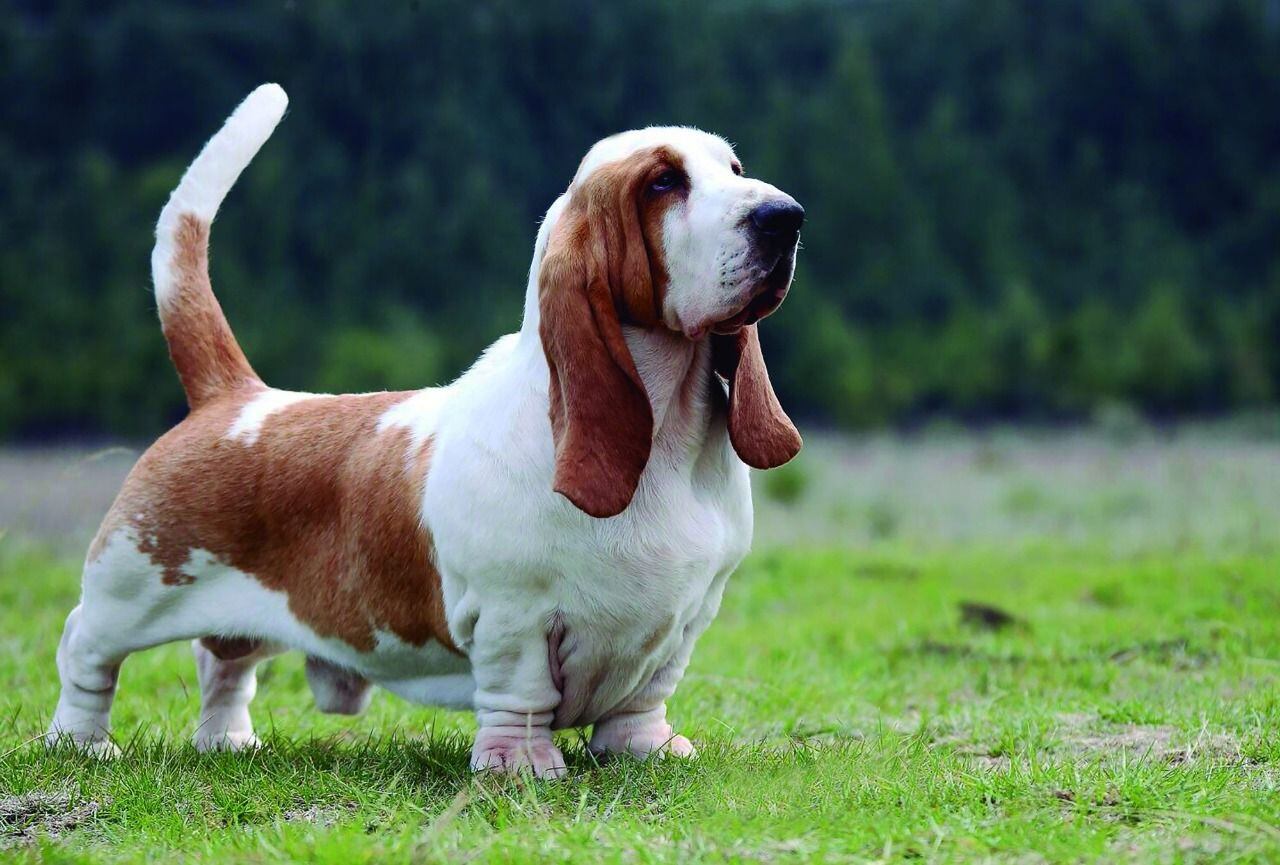 Perro Basset Hound  - Imagen ilustrativa / Web