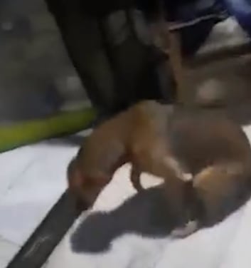 Un grupo de jóvenes drogó a una perrita y grabaron su reacción.