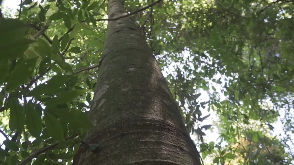 Yacaratiá, la madera comestible que es furor en Misiones y que llegó a Palermo. Foto Captura: TN