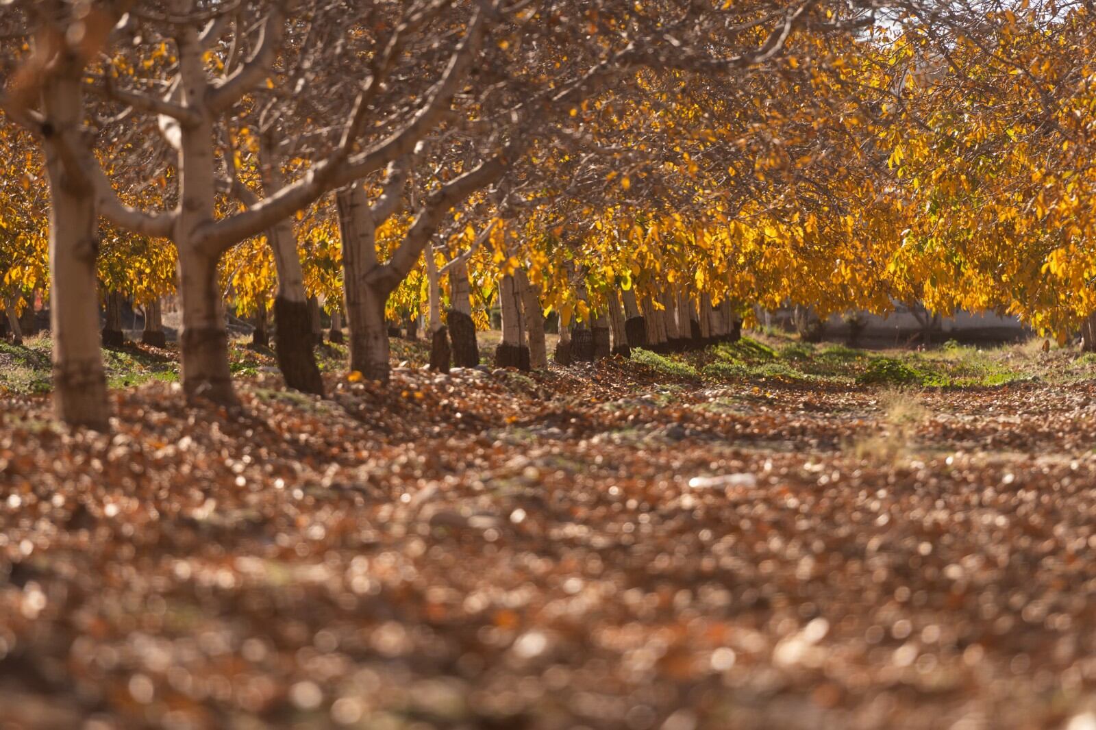 Otoño en Mendoza Foto: Ignacio Blanco